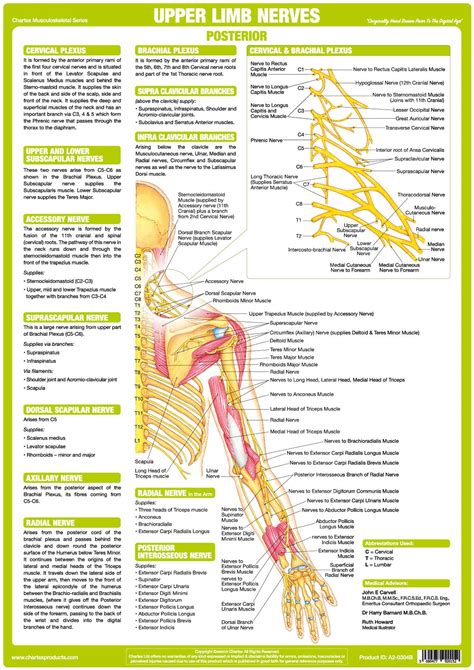 innervation|list of muscle innervations.